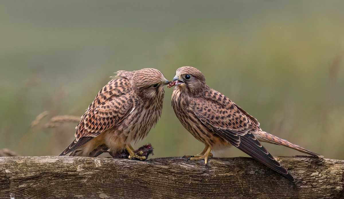 Kestrel Feeding Young - Janet Taylor - Highly Commended